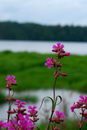 Sticky Catchfly